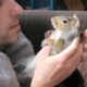 Rescue squirrel loves belly rubs from dad