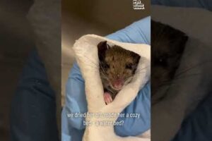 Rescued Mouse is Miraculously Brought Back to Life! #Wildlife #Shorts