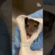 Rescued Mouse is Miraculously Brought Back to Life! #Wildlife #Shorts