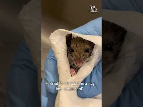 Rescued Mouse is Miraculously Brought Back to Life! #Wildlife #Shorts