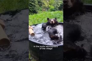 Rescued a baby bear#shorts #shortsvideo #animals #rescue