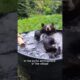 Rescued a baby bear#shorts #shortsvideo #animals #rescue