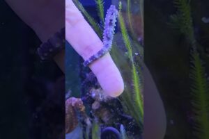 Rescued a pregnant seahorse #shorts #rescue #animals #seahorse #pets