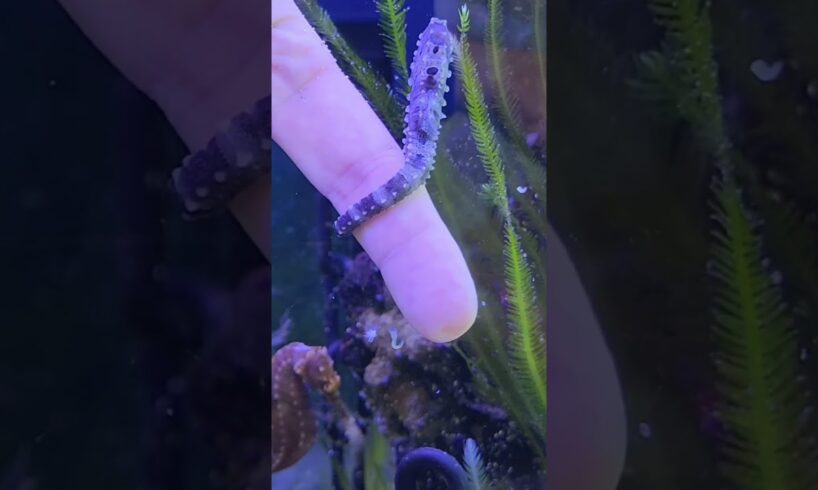 Rescued a pregnant seahorse #shorts #rescue #animals #seahorse #pets