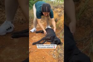 Rescuing a stray dog near death, unable to move