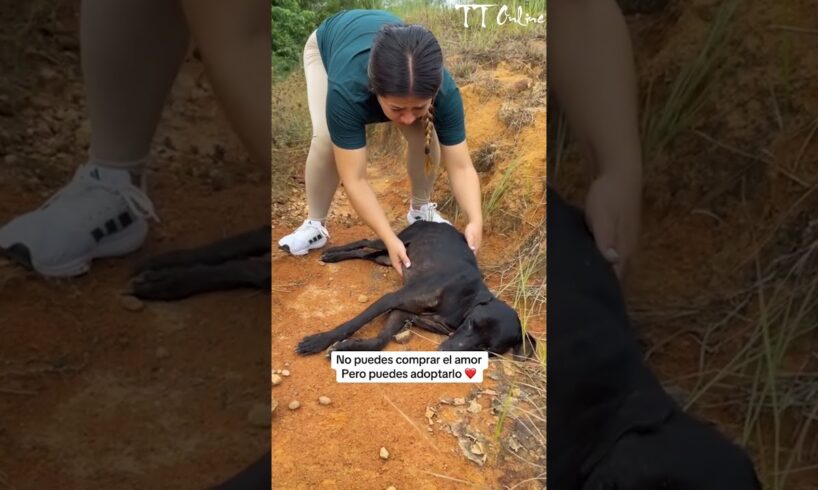 Rescuing a stray dog near death, unable to move