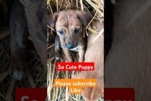 Rottweiler Puppies - The CUTEST Puppies