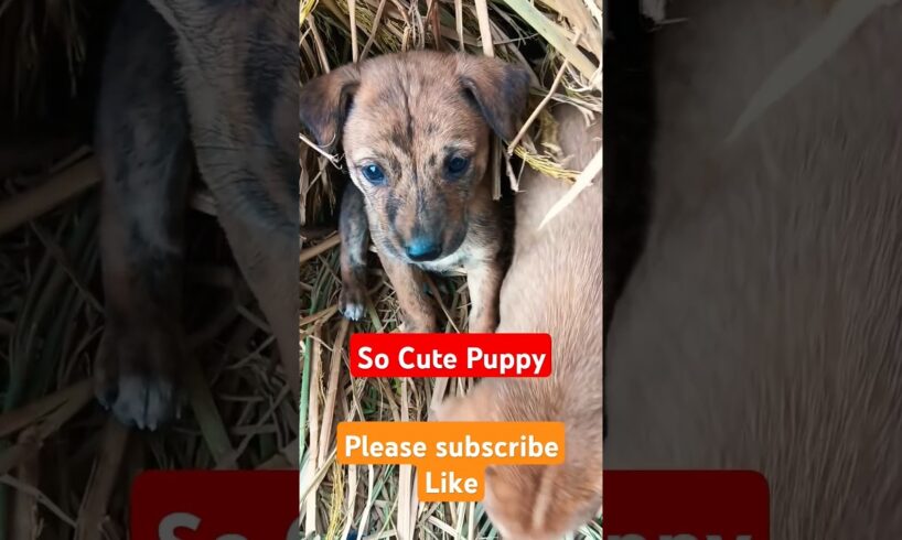 Rottweiler Puppies - The CUTEST Puppies