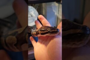 SHOWING FRIENDLY BALL PYTHON DONT BE SCARED! SNAKE! 4K #SHORTS