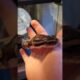 SHOWING FRIENDLY BALL PYTHON DONT BE SCARED! SNAKE! 4K #SHORTS