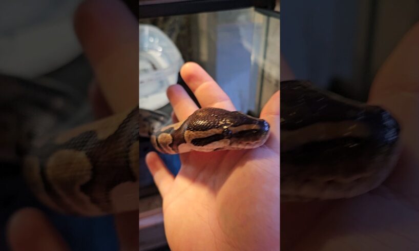 SHOWING FRIENDLY BALL PYTHON DONT BE SCARED! SNAKE! 4K #SHORTS