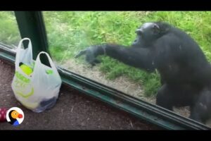 SMART Chimp Asks Zoo Visitors For Drink | The Dodo