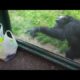 SMART Chimp Asks Zoo Visitors For Drink | The Dodo