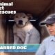 SPCA Animal Rescues: Rescuing a Battle-Scarred Pig Dog and More | Full Episode | Animal House