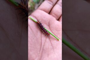 SUPER cute insects💖 #anyuniqueanimals #animals #insects #bug #caterpillar #mantis