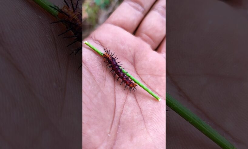 SUPER cute insects💖 #anyuniqueanimals #animals #insects #bug #caterpillar #mantis