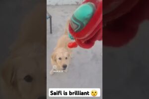 #Saifi_Win_Game🫡😯 Saifi is brillian in playing game 😃OMG😲🥹 #viralvideo #shortvideo #shorts