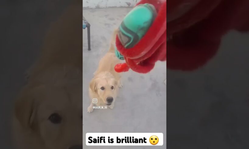 #Saifi_Win_Game🫡😯 Saifi is brillian in playing game 😃OMG😲🥹 #viralvideo #shortvideo #shorts