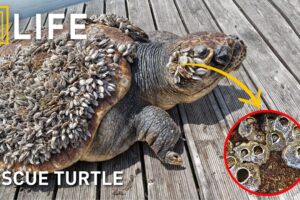 Saving sea turtles: Removing painful barnacles | Animal rescue compilation