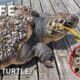 Saving sea turtles: Removing painful barnacles | Animal rescue compilation