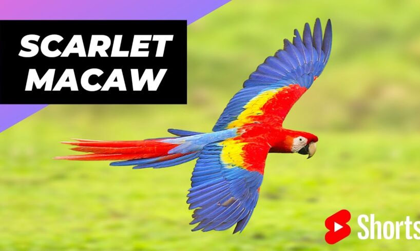 Scarlet Macaw 🦜 One Of The Most Beautiful Parrots In The World #shorts