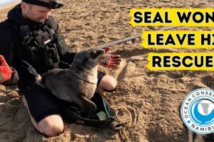 Seal Won't Leave His Rescuer!