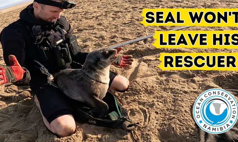 Seal Won't Leave His Rescuer!