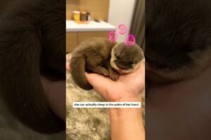 She adopted an otter #animals