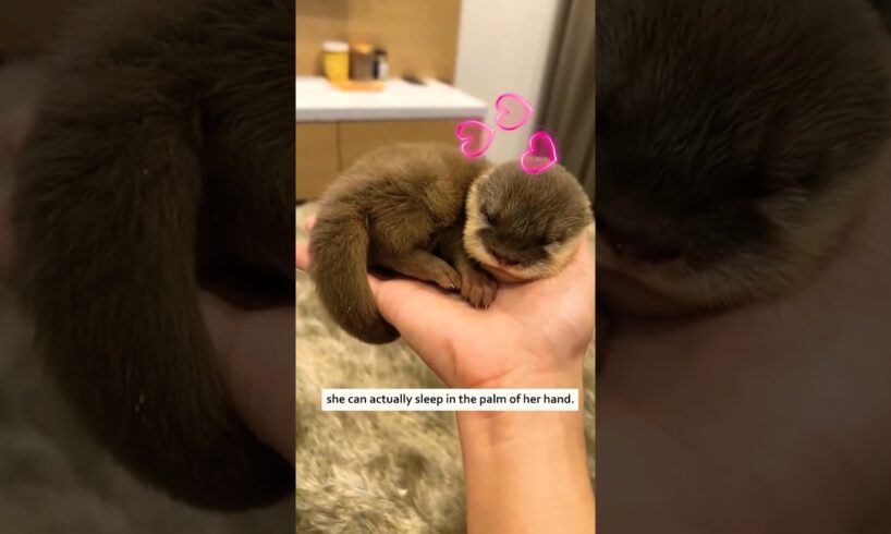 She adopted an otter #animals