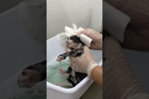 Shocking Amount of Fleas Run For Rescue Kittens Eyes and I Freak Out