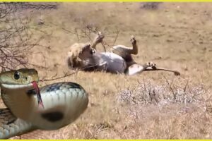 Shocking Moments When Animals Were Paralyzed By Venom Snake | Animal Fights