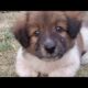 Simba Met Nani or Taal {puppies 🐶 || Cuteness overloaded ||  Cute puppies video 2024 #cute #puppy