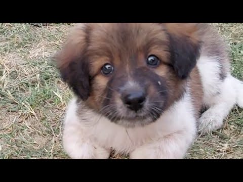 Simba Met Nani or Taal {puppies 🐶 || Cuteness overloaded ||  Cute puppies video 2024 #cute #puppy