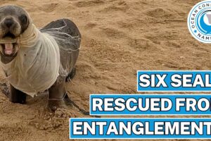 Six Seals Rescued From Entanglements