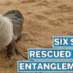 Six Seals Rescued From Entanglements