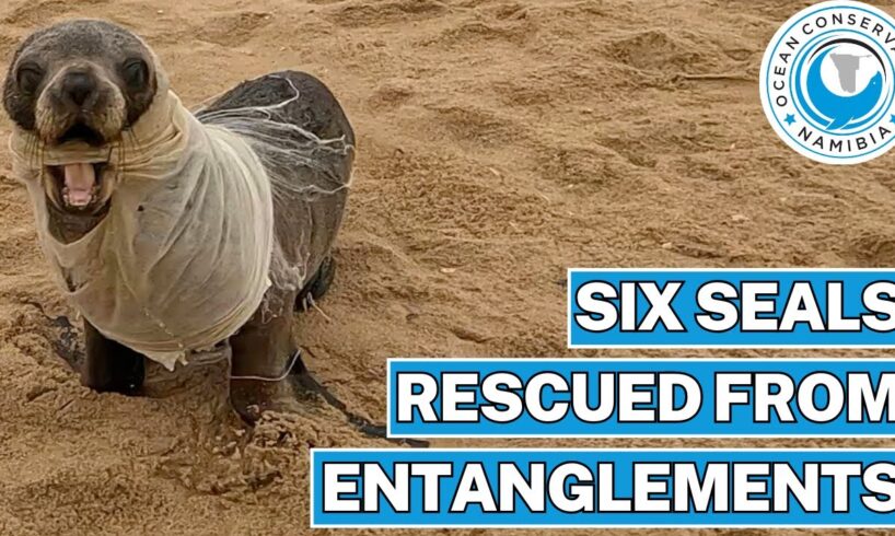 Six Seals Rescued From Entanglements