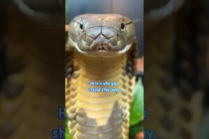 Snake Can Bite After A Death ☠️ #shortsfeed #shorts #wildlife #youtubeshorts #animals #wildanimals