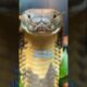 Snake Can Bite After A Death ☠️ #shortsfeed #shorts #wildlife #youtubeshorts #animals #wildanimals