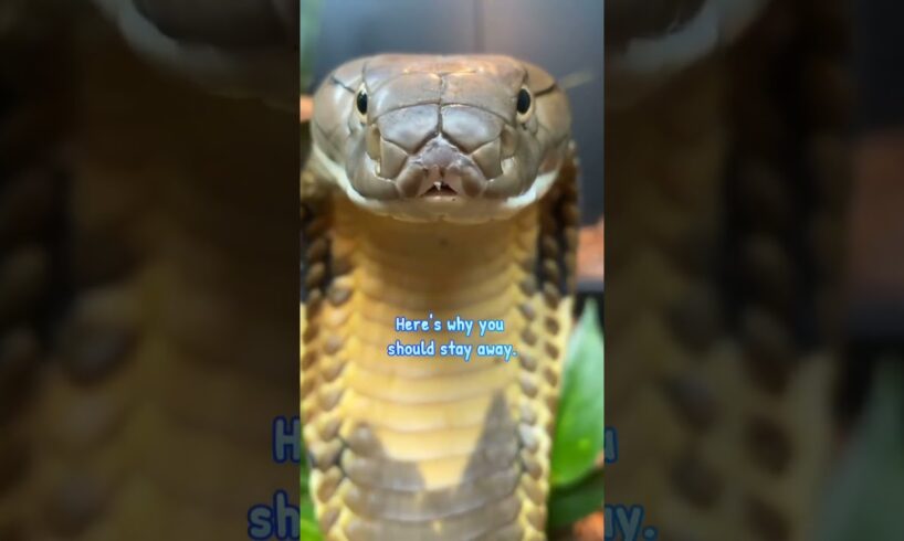 Snake Can Bite After A Death ☠️ #shortsfeed #shorts #wildlife #youtubeshorts #animals #wildanimals