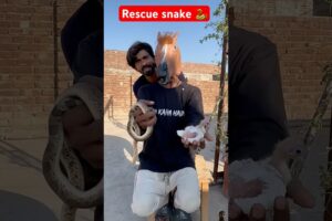 Snakes | Latest news #snake #shortvideo #shorts #rescue