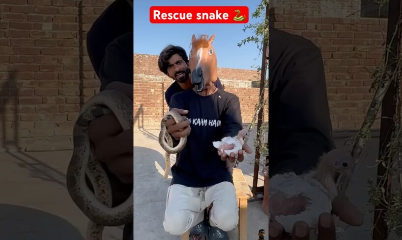 Snakes | Latest news #snake #shortvideo #shorts #rescue