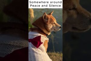 Somewhere around Peace and Silence #shorts #youtubeshorts #shortvideo #foryou #dogs #dogshorts #dog