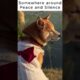 Somewhere around Peace and Silence #shorts #youtubeshorts #shortvideo #foryou #dogs #dogshorts #dog