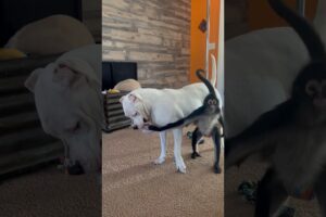 Spider monkey vs Dogo Argentino tug of war 🍩 #dog #monkey #animals #family #play #funny