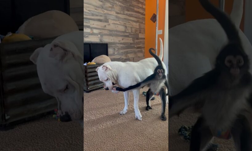 Spider monkey vs Dogo Argentino tug of war 🍩 #dog #monkey #animals #family #play #funny