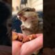 Squirrel fell into lake and was saved by man #squirrel #rescuesquirrel #short