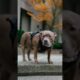 Street Portraits with THE CUTEST dogs | 😂 #streetportraits #dogphotography