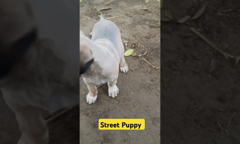 Street Puppy Tiger #funny #comedy #fun #cute #dog