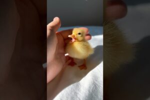 Such a cute baby duckling #shorts