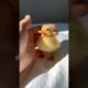 Such a cute baby duckling #shorts